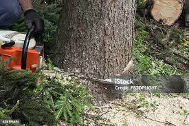 Whiteman Af, MO Tree Care Company