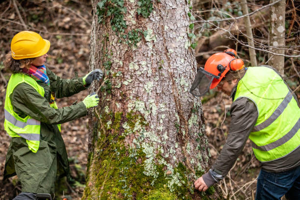 How Our Tree Care Process Works  in  Whiteman Af, MO