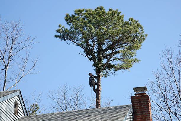 Tree and Shrub Care in Whiteman Af, MO